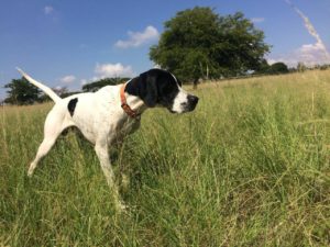 gun dog training
