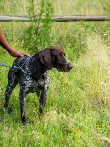 gundog training gauteng