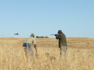 wingshooting-south-africa