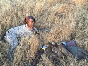 gsp-bird-hunting