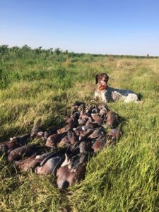 pigeon-shoot