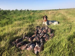 gundog-training-gauteng