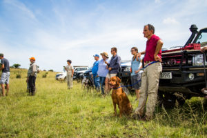 boavida-gundogs-wingshooting