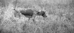 german shorthaired pointer boavida