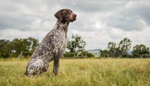 german shorthaired pointer boavida